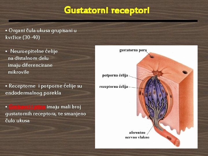 Gustatorni receptori • Organi čula ukusa grupisani u kvržice (30 -40) • Neuroepitelne ćelije