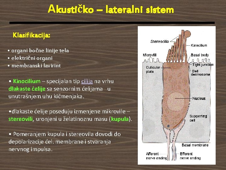 Akustičko – lateralni sistem Klasifikacija: • organi bočne linije tela • električni organi •