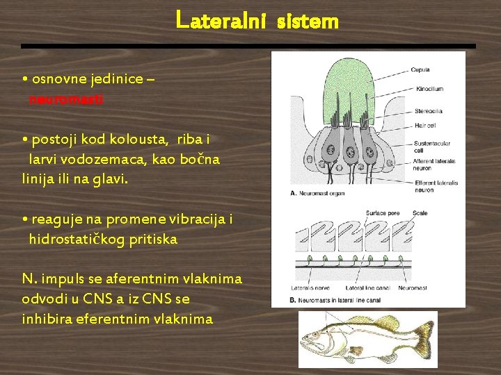 Lateralni sistem • osnovne jedinice – neuromasti • postoji kod kolousta, riba i larvi