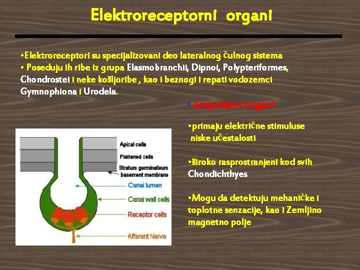 Elektroreceptorni organi • Elektroreceptori su specijalizovani deo lateralnog čulnog sistema • Poseduju ih ribe