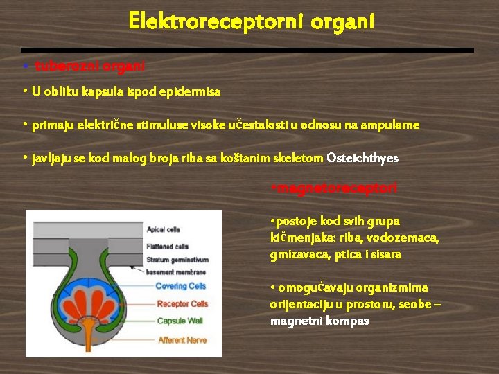 Elektroreceptorni organi • tuberozni organi • U obliku kapsula ispod epidermisa • primaju električne