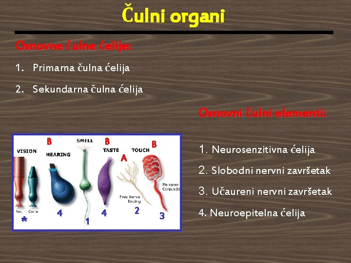 Čulni organi Osnovne čulne ćelije: 1. Primarna čulna ćelija 2. Sekundarna čulna ćelija Osnovni