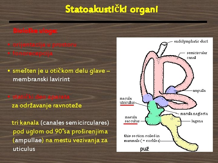 Statoakustički organi Biološke uloge: • orijentacija u prostoru • fonorecepcija • smešten je u