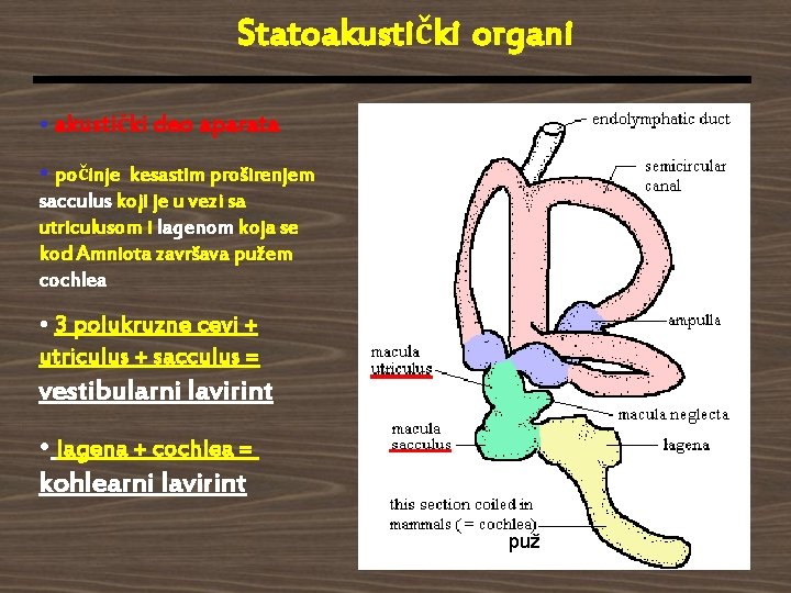 Statoakustički organi • akustički deo aparata • počinje kesastim proširenjem sacculus koji je u