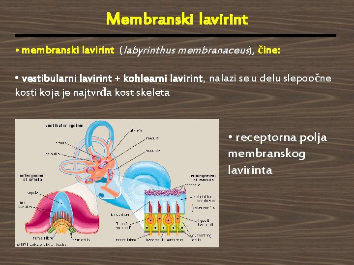 Membranski lavirint • membranski lavirint (labyrinthus membranaceus), čine: • vestibularni lavirint + kohlearni lavirint,