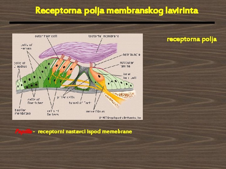 Receptorna polja membranskog lavirinta receptorna polja Papilla - receptorni nastavci ispod memebrane 