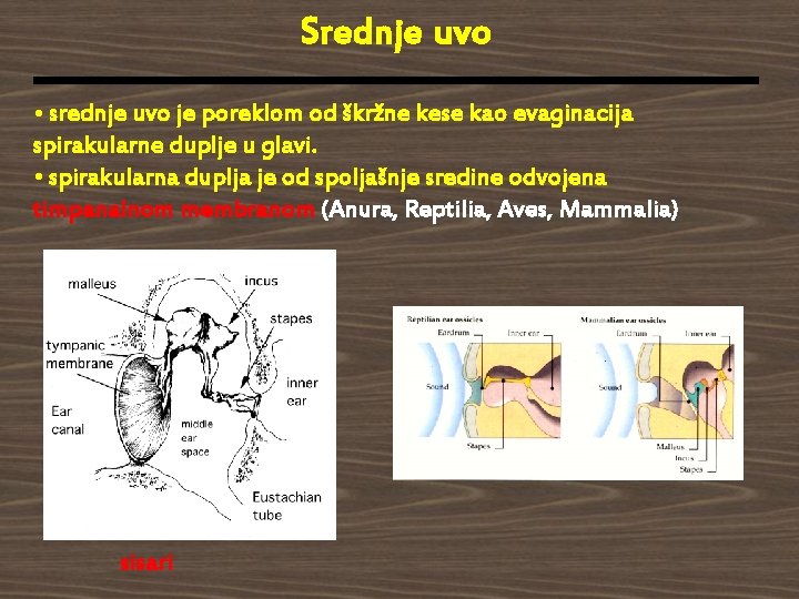 Srednje uvo • srednje uvo je poreklom od škržne kese kao evaginacija spirakularne duplje