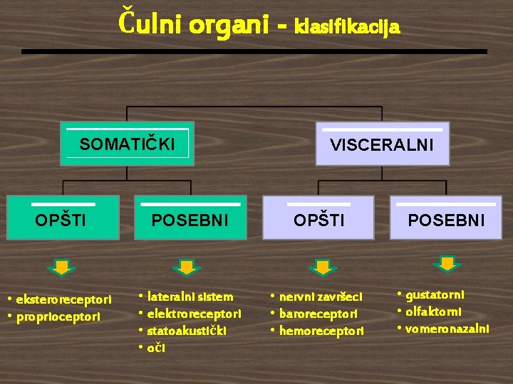 Čulni organi - klasifikacija SOMATIČKI VISCERALNI OPŠTI POSEBNI • eksteroreceptori • proprioceptori • lateralni