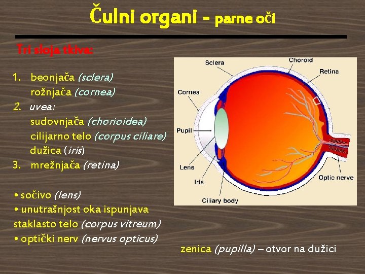 Čulni organi - parne oči Tri sloja tkiva: 1. beonjača (sclera) rožnjača (cornea) 2.