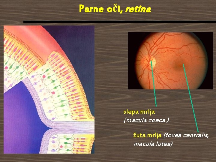 Parne oči, retina slepa mrlja (macula coeca ) žuta mrlja (fovea centralis, macula lutea)