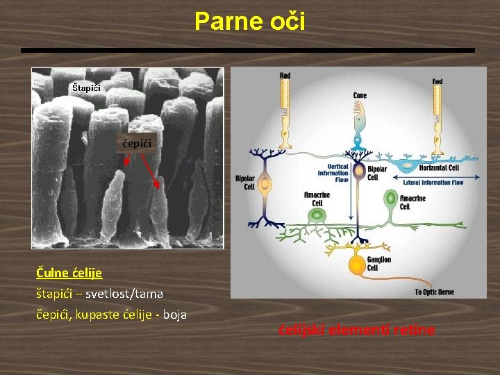 Parne oči čepići Čulne ćelije štapići – svetlost/tama čepići, kupaste ćelije - boja ćelijski