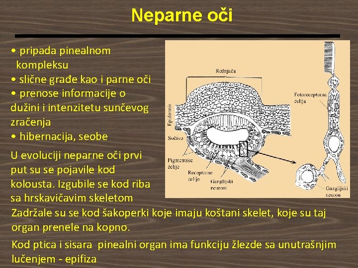 Neparne oči • pripada pinealnom kompleksu • slične građe kao i parne oči •