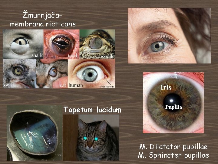 Žmurnjačamembrana nicticans Iris Tapetum lucidum Pupilla M. Dilatator pupillae M. Sphincter pupillae 