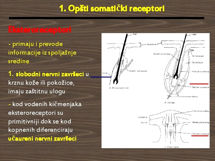 1. Opšti somatički receptori Eksteroreceptori - primaju i prevode informacije iz spoljašnje sredine 1.