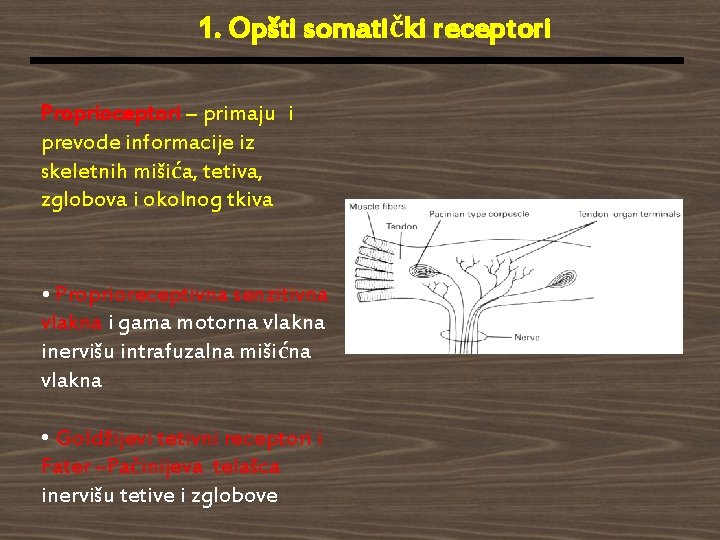 1. Opšti somatički receptori Proprioceptori – primaju i prevode informacije iz skeletnih mišića, tetiva,