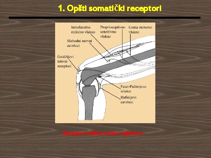 1. Opšti somatički receptori Receptori mišića, tetiva i zglobova 