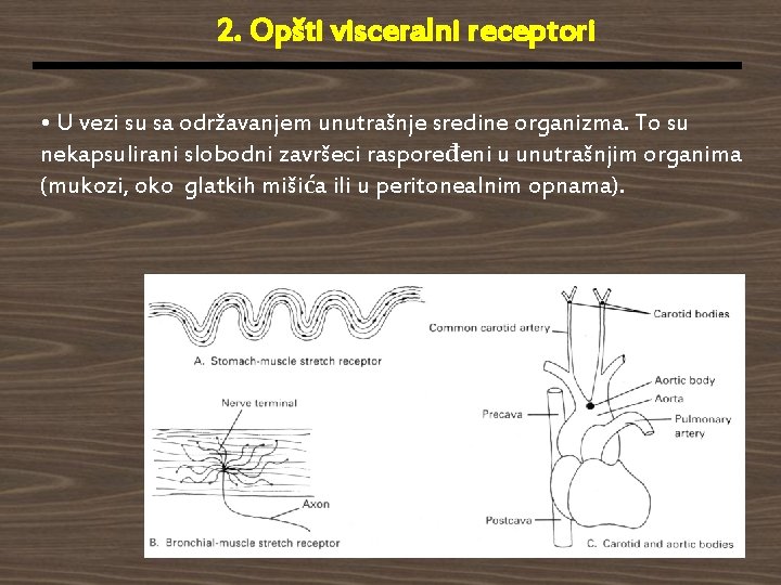 2. Opšti visceralni receptori • U vezi su sa održavanjem unutrašnje sredine organizma. To