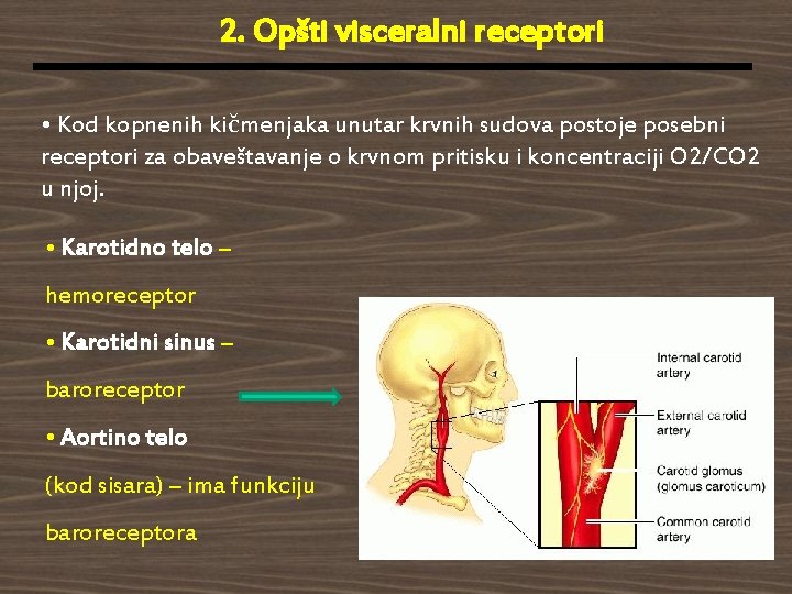 2. Opšti visceralni receptori • Kod kopnenih kičmenjaka unutar krvnih sudova postoje posebni receptori