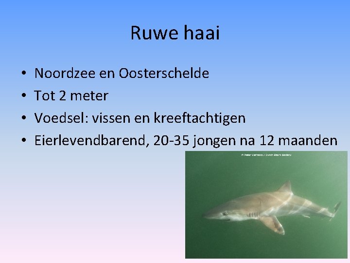 Ruwe haai • • Noordzee en Oosterschelde Tot 2 meter Voedsel: vissen en kreeftachtigen