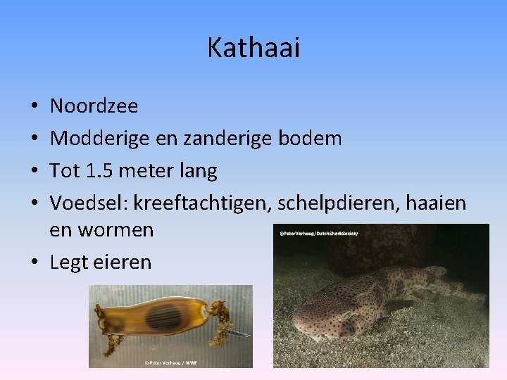 Kathaai Noordzee Modderige en zanderige bodem Tot 1. 5 meter lang Voedsel: kreeftachtigen, schelpdieren,