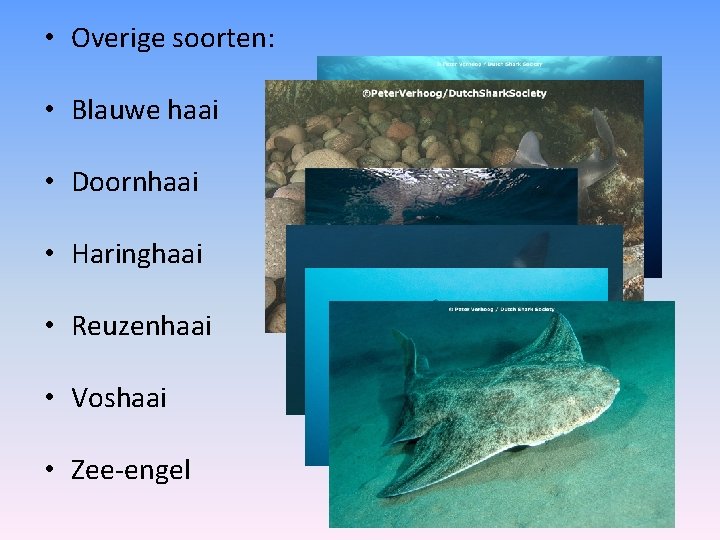  • Overige soorten: • Blauwe haai • Doornhaai • Haringhaai • Reuzenhaai •