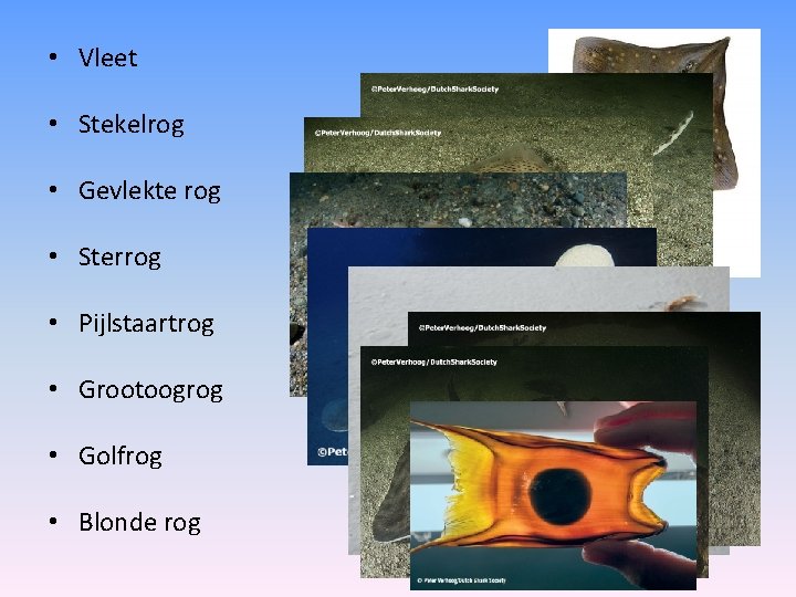  • Vleet • Stekelrog • Gevlekte rog • Sterrog • Pijlstaartrog • Grootoogrog