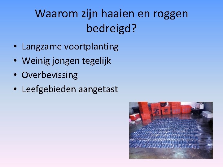 Waarom zijn haaien en roggen bedreigd? • • Langzame voortplanting Weinig jongen tegelijk Overbevissing