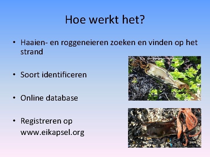 Hoe werkt het? • Haaien- en roggeneieren zoeken en vinden op het strand •