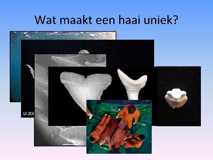 Wat maakt een haai uniek? 