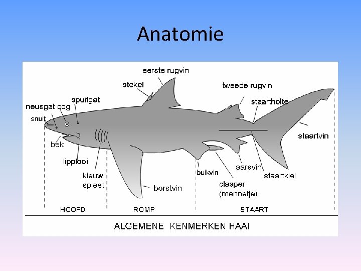 Anatomie 