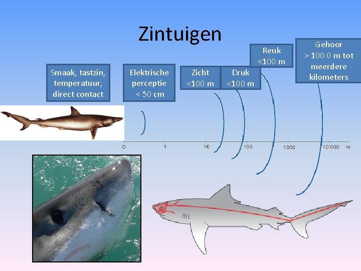 Zintuigen Smaak, tastzin, temperatuur, direct contact Elektrische perceptie < 50 cm Zicht <100 m