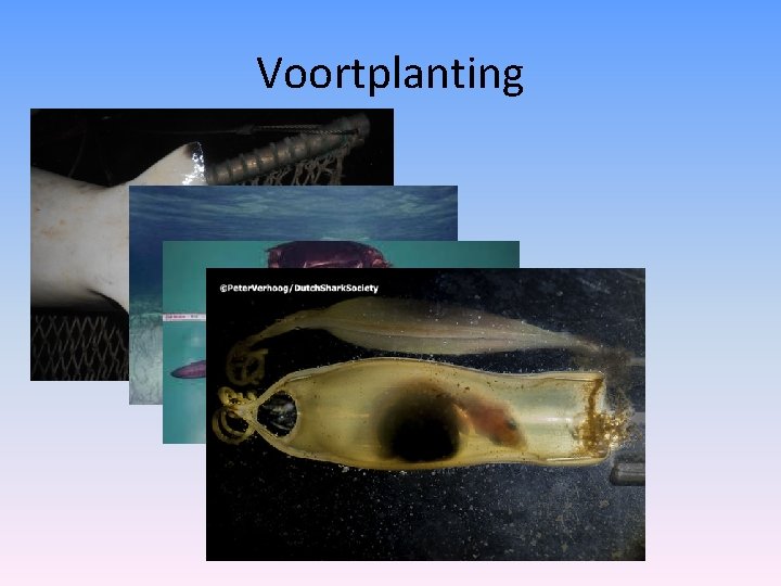 Voortplanting 