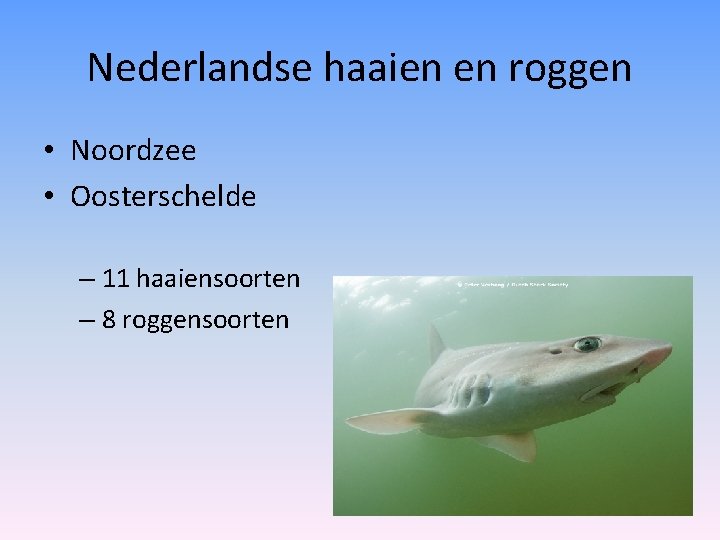 Nederlandse haaien en roggen • Noordzee • Oosterschelde – 11 haaiensoorten – 8 roggensoorten