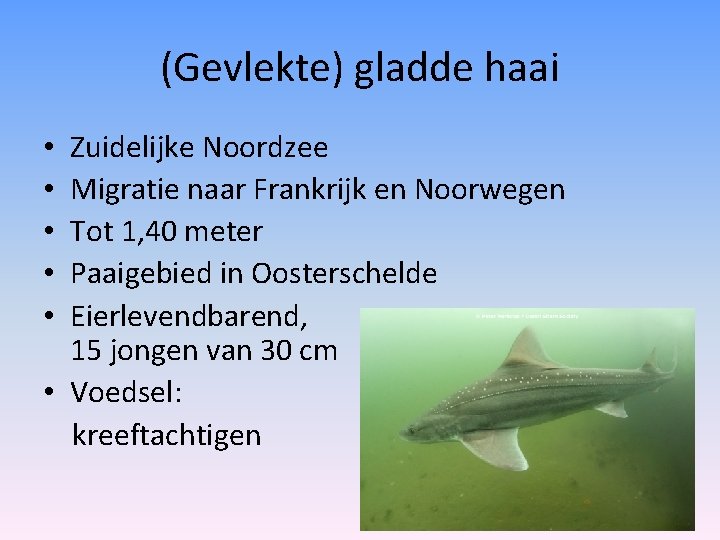 (Gevlekte) gladde haai Zuidelijke Noordzee Migratie naar Frankrijk en Noorwegen Tot 1, 40 meter