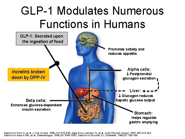 GLP-1 Modulates Numerous Functions in Humans GLP-1: Secreted upon the ingestion of food Promotes