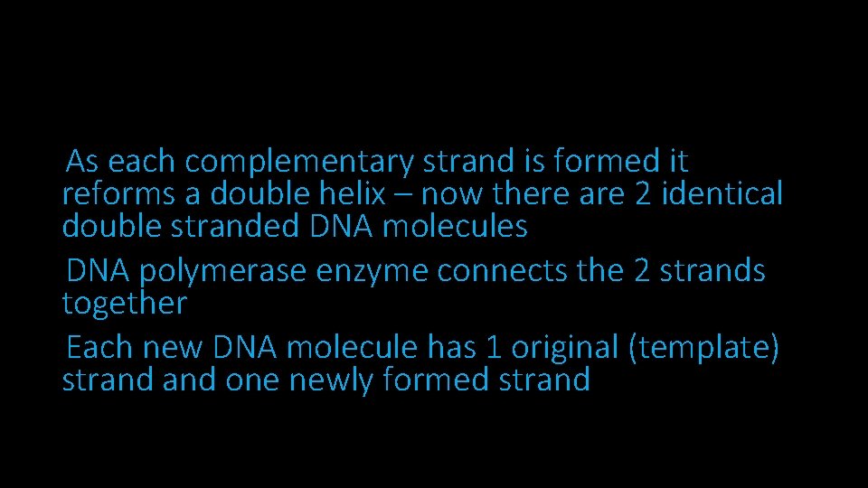 As each complementary strand is formed it reforms a double helix – now there