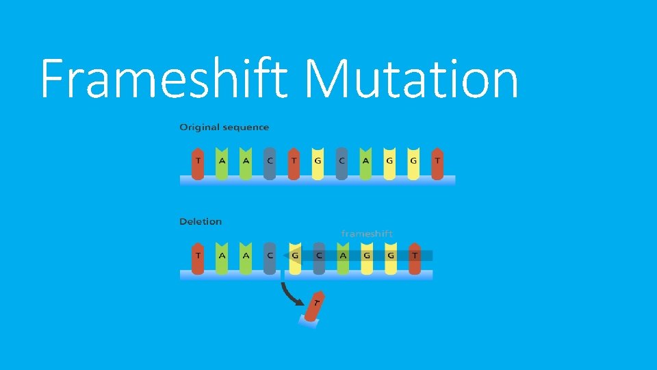 Frameshift Mutation 