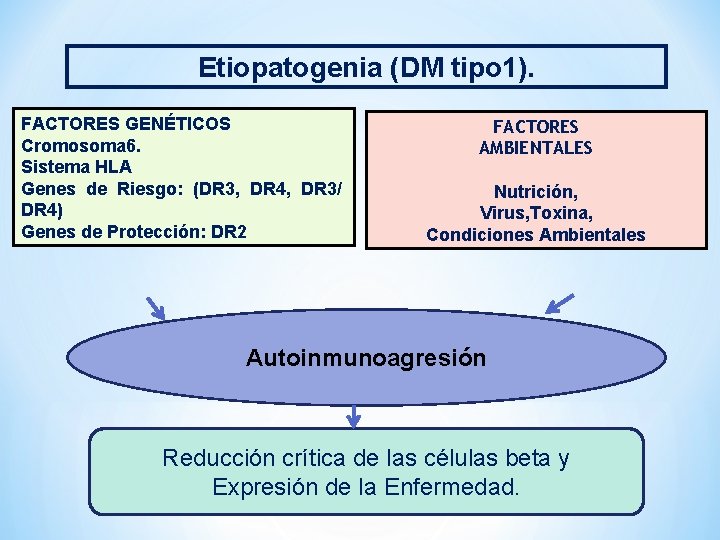 Etiopatogenia (DM tipo 1). FACTORES GENÉTICOS Cromosoma 6. Sistema HLA Genes de Riesgo: (DR