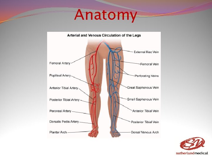 Anatomy Anatomy