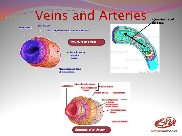 Veins and Arteries Structure of a Vein Structure of an Artery valves close behind Veins and Arteries Structure of a Vein Structure of an Artery valves close behind