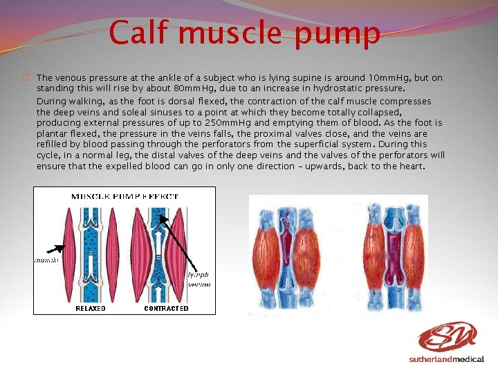 Calf muscle pump � The venous pressure at the ankle of a subject who Calf muscle pump � The venous pressure at the ankle of a subject who