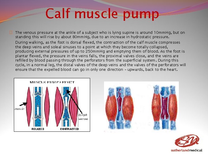 Calf muscle pump � The venous pressure at the ankle of a subject who