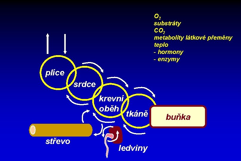 O 2 substráty CO 2 metabolity látkové přeměny teplo - hormony - enzymy plíce
