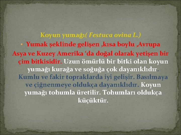 Koyun yumağı( Festuca ovina L. ) • Yumak şeklinde gelişen , kısa boylu ,