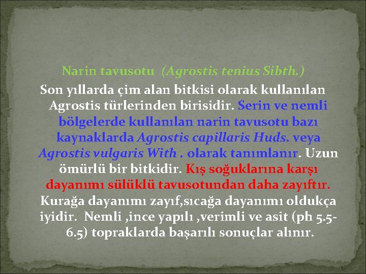 Narin tavusotu (Agrostis tenius Sibth. ) Son yıllarda çim alan bitkisi olarak kullanılan Agrostis