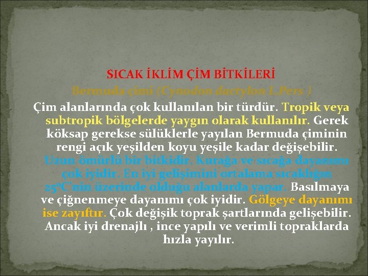 SICAK İKLİM ÇİM BİTKİLERİ Bermuda çimi (Cynodon dactylon L. Pers ) Çim alanlarında çok