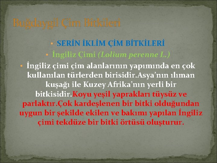 Buğdaygil Çim Bitkileri • SERİN İKLİM ÇİM BİTKİLERİ • İngiliz Çimi (Lolium perenne L.