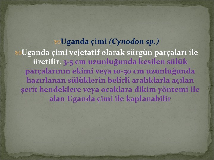  Uganda çimi (Cynodon sp. ) Uganda çimi vejetatif olarak sürgün parçaları ile üretilir.