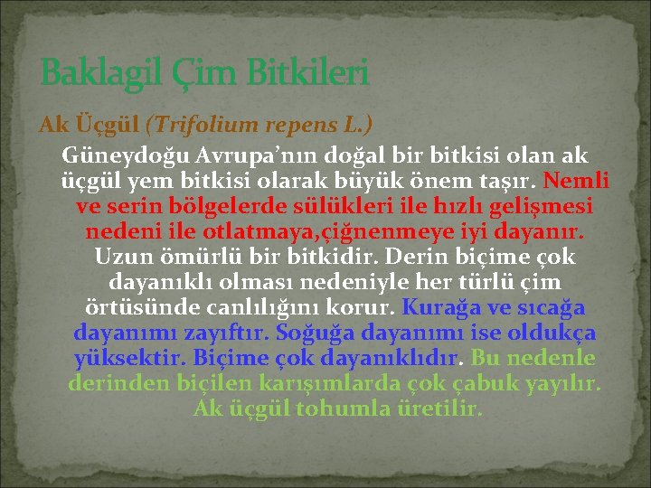 Baklagil Çim Bitkileri Ak Üçgül (Trifolium repens L. ) Güneydoğu Avrupa’nın doğal bir bitkisi