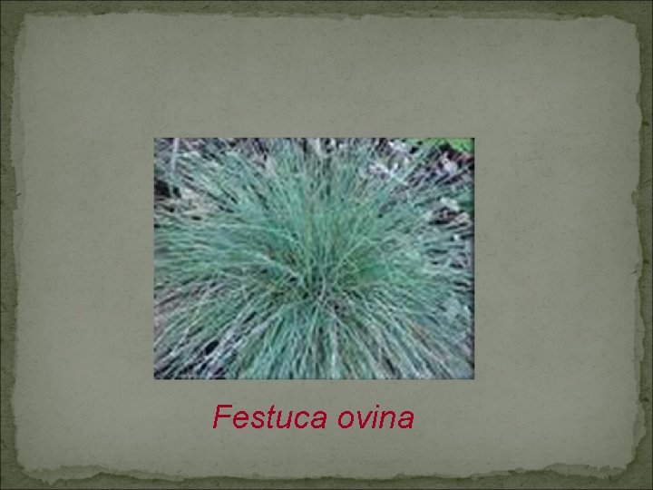 Festuca ovina 